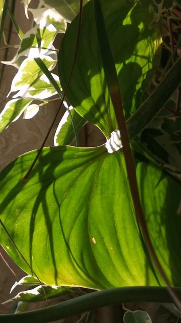 YouCut_20260409_082814120.mp4