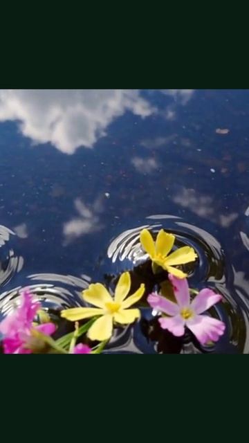 #смешноевидео #анекдоты #шуточноеВидео #веселыеМоменты