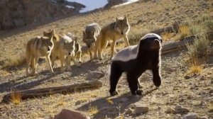 Дикая природа2.