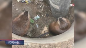 Из сухого колодца в Подмосковье спасли двух ондатр