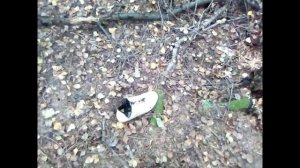 Снежный человек....Таёжная быль...