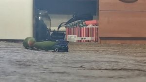 Попугаи играют с машинкой