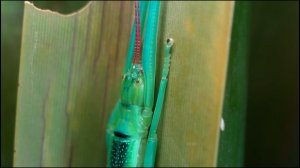 Мятные палочники впервые появились в экспозиции Московского зоопарка: кадры