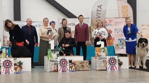 28.03.2026, СПб. Клуб "БКС-2" (РКФ, РФЛС). Выставка собак всех пород "СЕВЕРНАЯ СТОЛИЦА" (CAC, ЧРКФ)