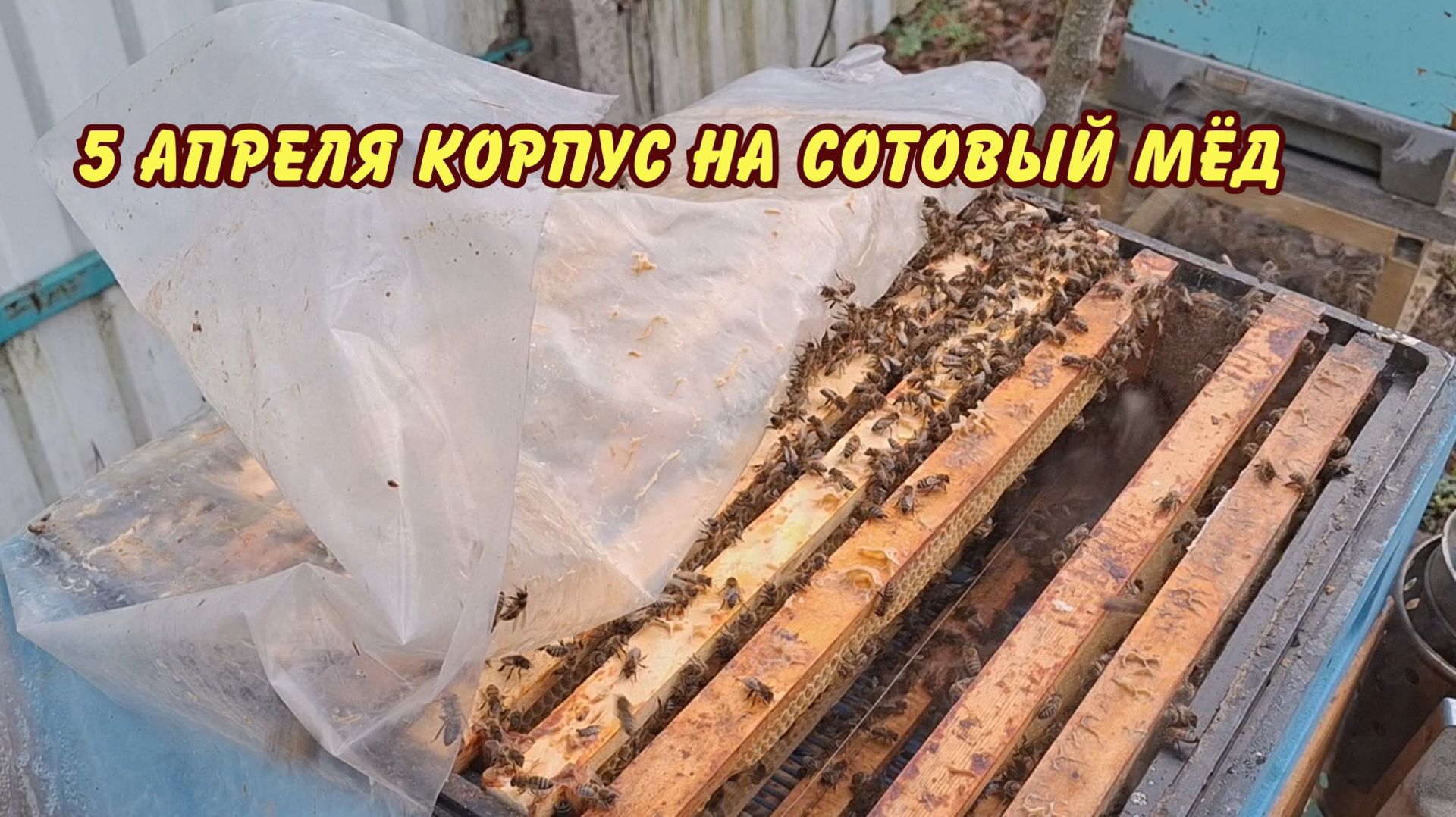 пчеловодство, 5 апреля корпус на сотовый мёд