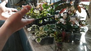 Лафа заканчивается. Уход за рассадой цветов. Подъём настроения. Комментарии