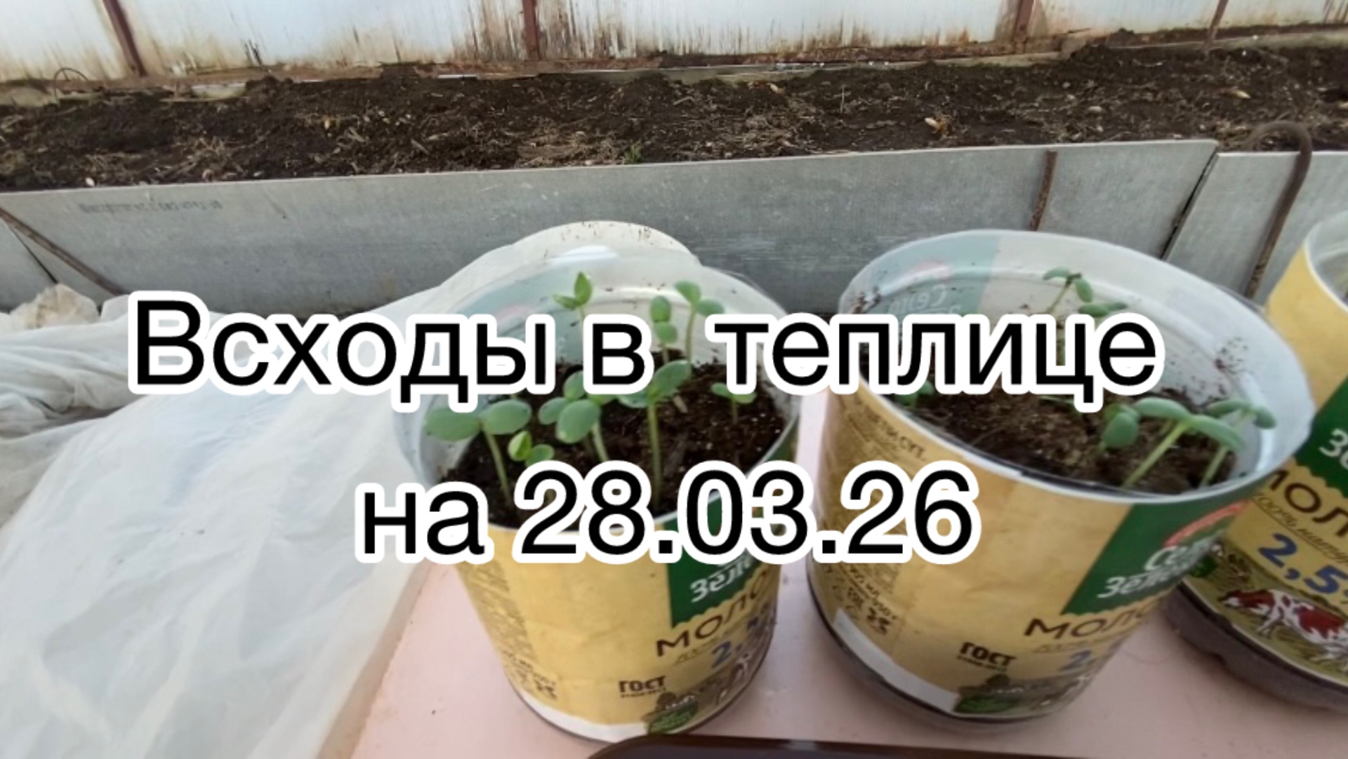 Первые всходы 28 марта! 🌱 Кукуруза, кабачки Искандер и Кавилли в теплице
