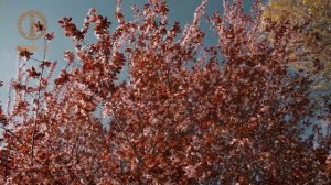 Рамзан Кадыров прогулялся по Грозному и пообщался с жителями и туристами