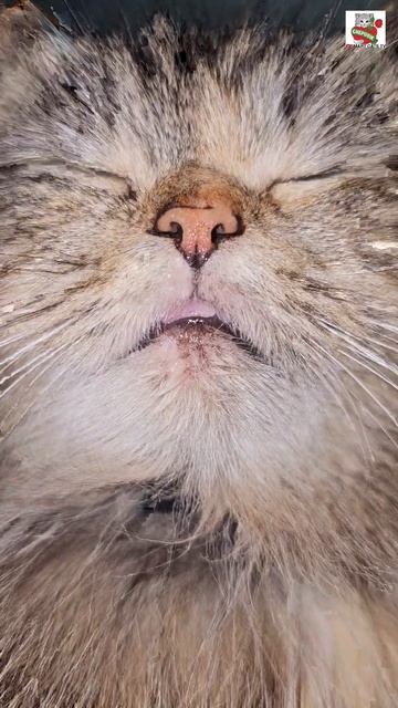 Пушинка пришла пожелать Всем Любимым Зрителям Доброго Вечера 🌜❤️😻😘✨️ #кошка