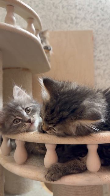 Кошачья банда С