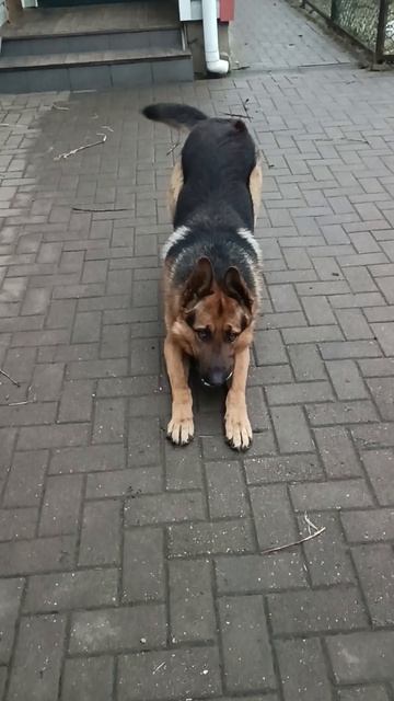 новая игрушка