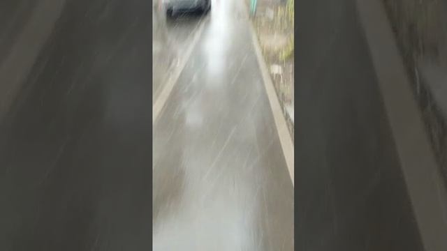 Мы идём гулять с собакой! | 9-апр-2026 3