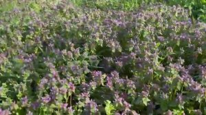 Алла-такси. Сезон 2. 5-я серия. Смотреть онлайн все серии. Обзор