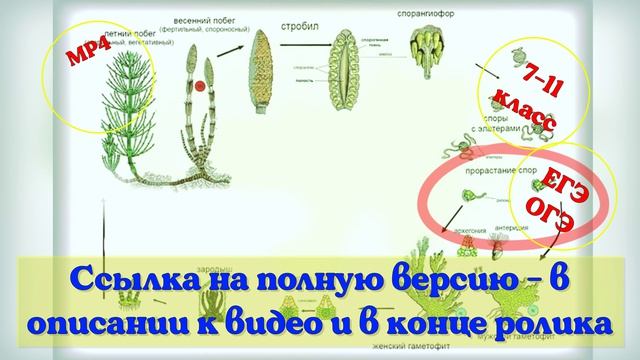 Размножение хвощей. Видеоурок.