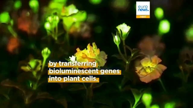 🍀 В Китае создали светящиеся растения, которые заменят уличные фонари