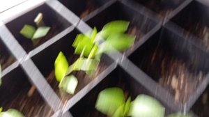 Мои растишки🤩🤣