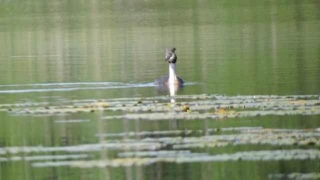 DSCN6810Чомга и птенцы на озере Морозовское.