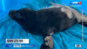 Вести Санкт-Петербург. Выпуск 07.35 от 09.04.2026