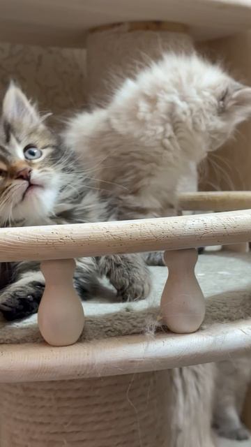 Банда котят С