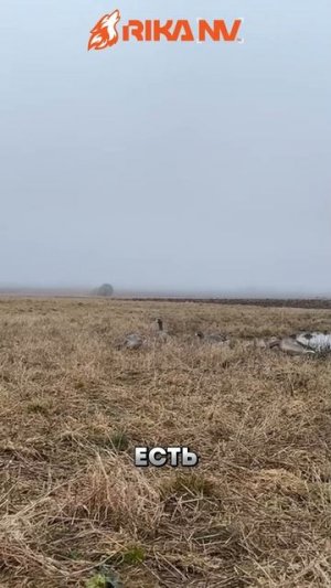 Весенняя охота на гуся с RikaNV Lesnik 650 PRO
