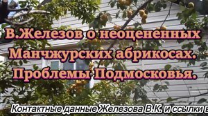 В.Железов о неоцененных Манчжурских абрикосах. Проблемы Подмосковья.