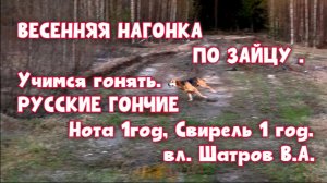 ВЕСЕННЯЯ НАГОНКА ПО ЗАЙЦУ . Учимся гонять . РГ Нота 1г., Свирель 1 г. вл. Шатров В.А.#hunting