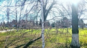 АЛЛЕЯ ПОБЕДЫ