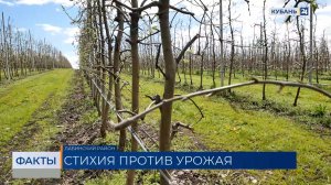Садоводы переживают за урожай косточковых из-за погодных качелей на Кубани