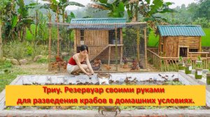 Триу. Резервуар своими руками для разведения крабов в домашних условиях.