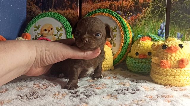 Жастин #цена 50 тр #скидки до 29/04/26 #купить_щенка_чихуахуа_продаю +79215950848