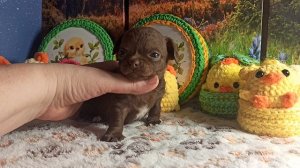 Жастин #цена 50 тр #скидки до 29/04/26 #купить_щенка_чихуахуа_продаю +79215950848