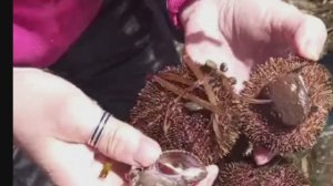 Ёжики, ропаны, спизула / сбор морепродуктов 4 апреля 2026 года / остров Сахалин