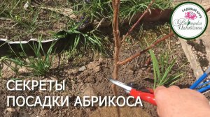 КАК ПОСАДИТЬ АБРИКОС