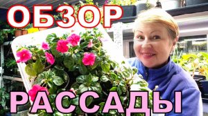 Они нам делают нервы. Обзор рассады на 9 апреля. Полив и обработка