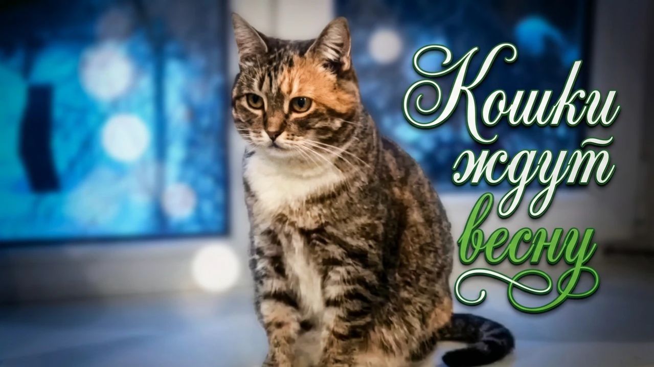 Кошки ждут весну смотреть онлайн