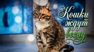 Кошки ждут весну
