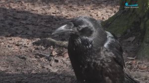 Воронёнок Феня и история его счастливого спасения