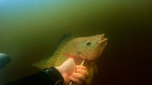 Подводная охота на теляпию