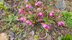 Песни скворца, цветники Совиного Дола и корзинка после вазы