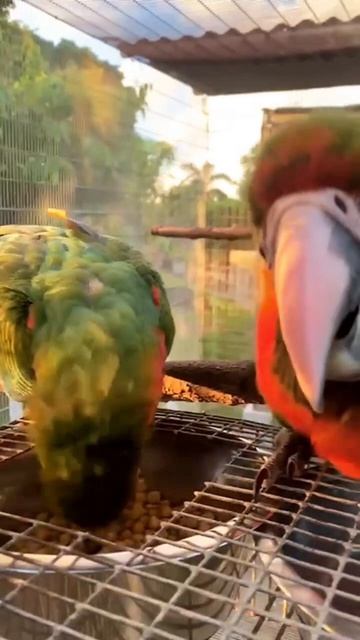 Гибрид ара Арлекин