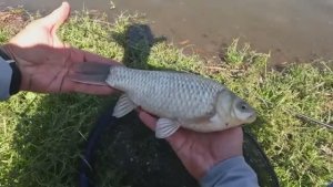 Осенний жор крупного карася и амура, рыбалка на донку!