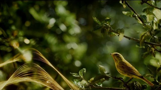 Анатолий Бабушкин Светлая весна (дуэт)