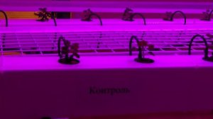 Лаборатория микроклонального размножения ВГСХА 2021