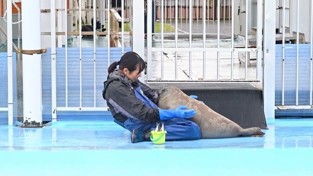 МАШИРО! История самого милого кольчатого тюленчика!