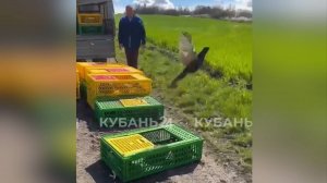 В Мостовском районе в дикую природу выпустили 200 северокавказских фазанов