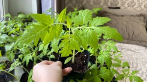 Рассаду НЕ ПОДКАРМЛИВАЮ! Почистила клубнику после зимы.