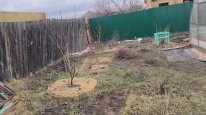 Удобрение удобно вносить, когда идёт дождь. Подкормка для рассады 👍