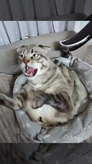 бешенный кот