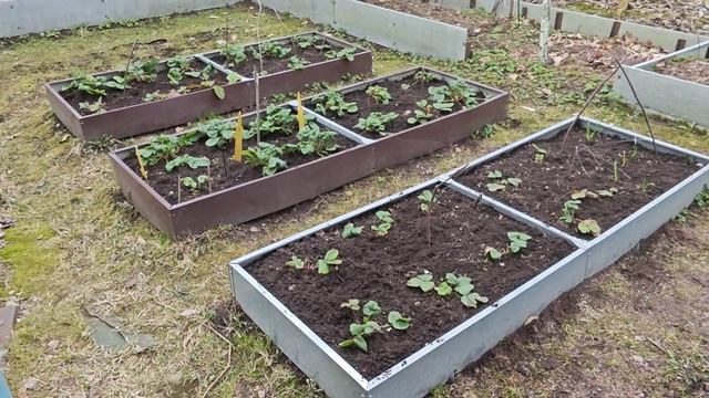 11-04-2026.Дача..Закончила с теплицами..Почистила клубнику..(05.04.-06.04.26)