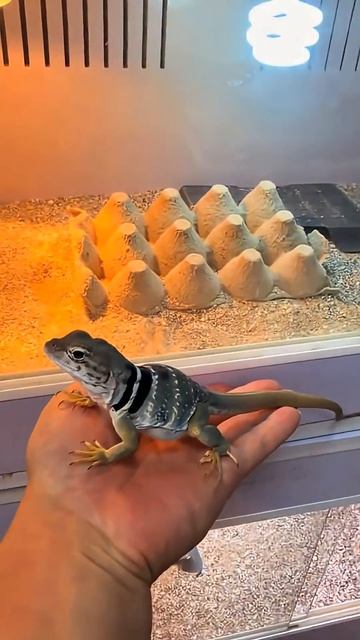 Он Впервые Увидел Самку… и Потерял Контроль